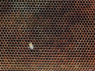 Beehive-honeycomb